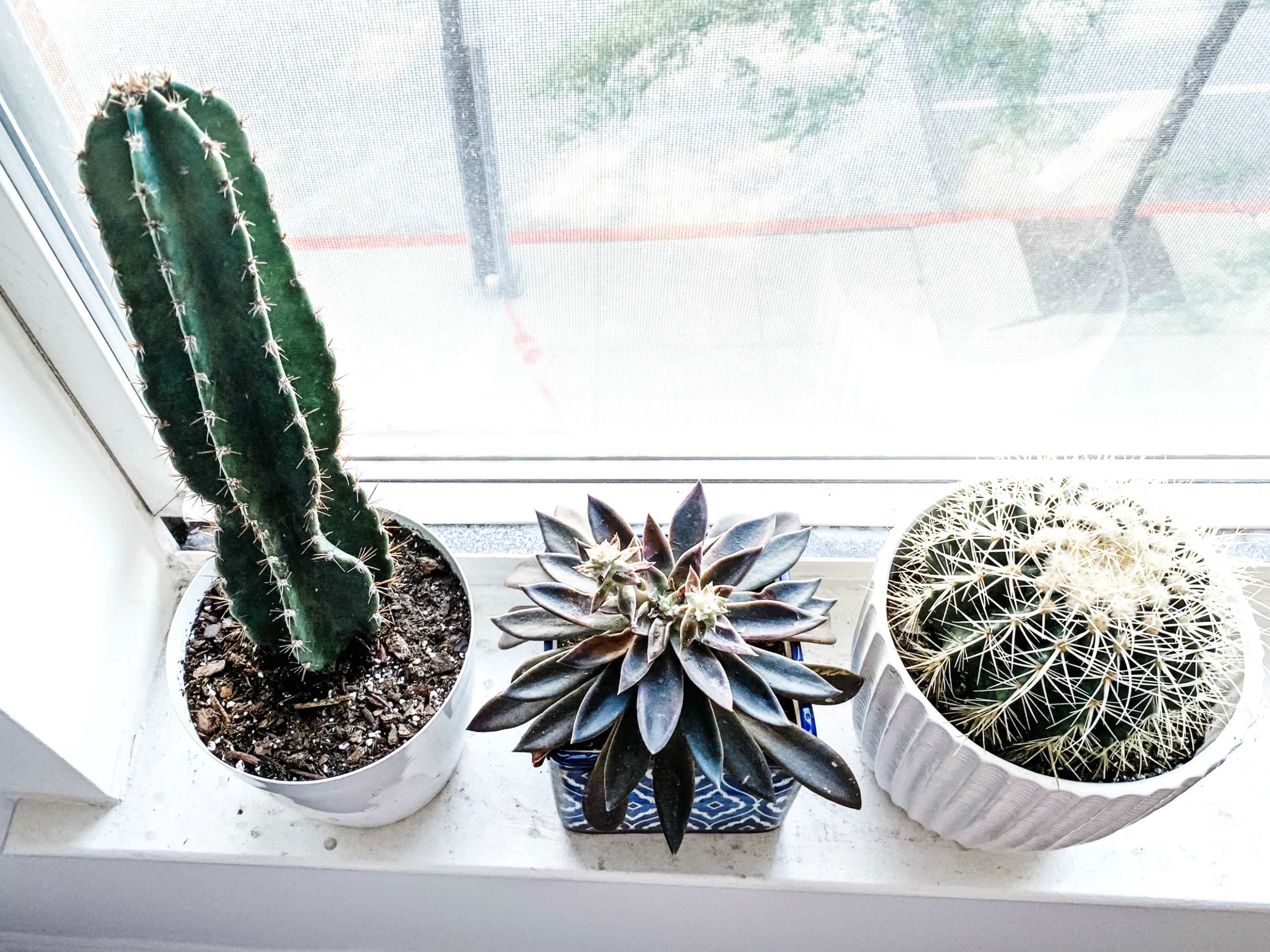 Clean Cactus and Succulents Using Compressed Air