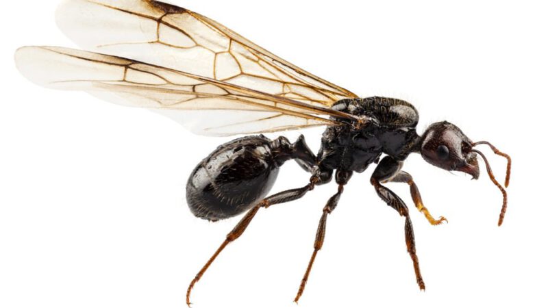 Why Do Ants Have Wings?