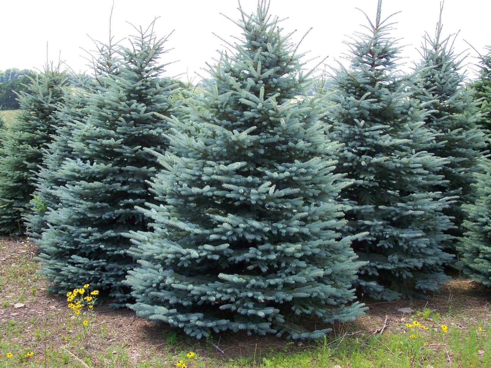 Propagating and Planting Blue Spruce