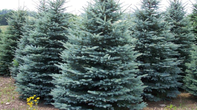 How to Grow Colorado Blue Spruce