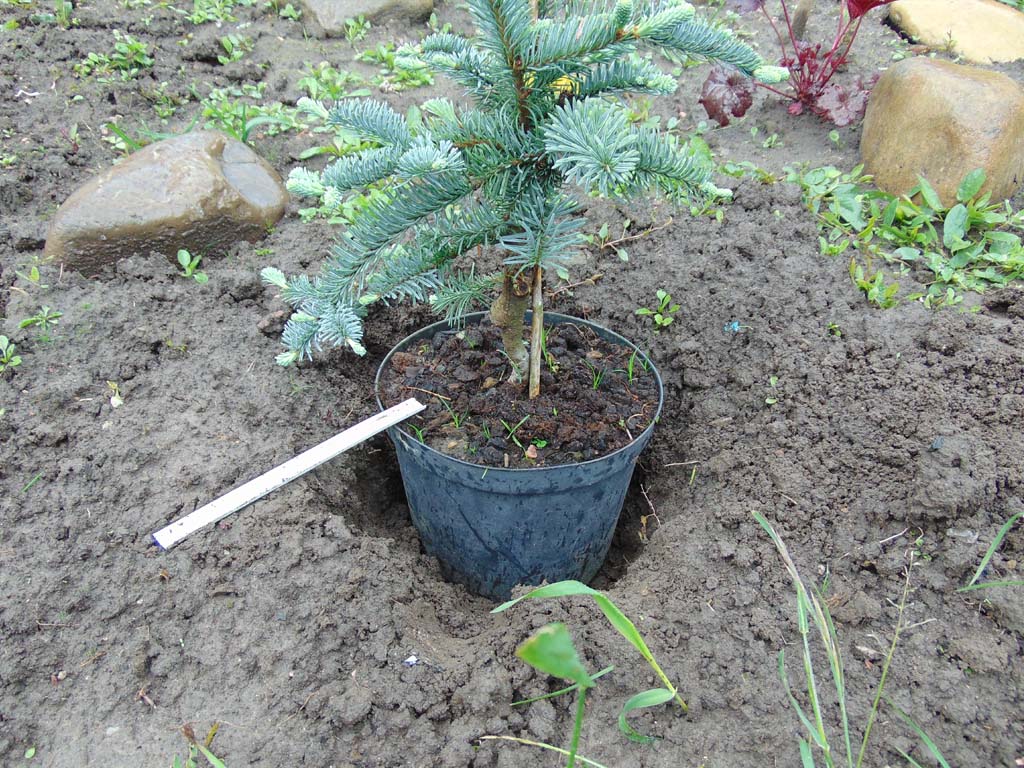 Potting and Repotting Blue Spruce Tree
