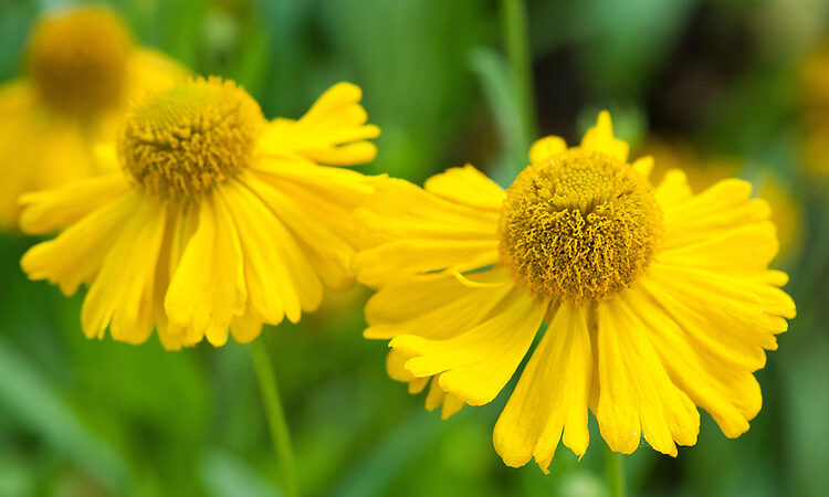 How to Grow and Care for Helenium [Sneezeweed]