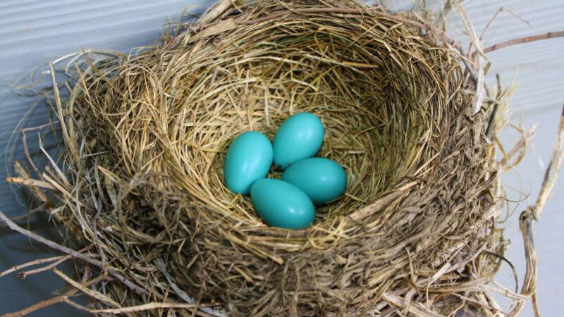 Photo Gallery of Wild Bird Nests and Eggs