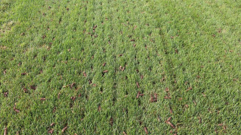 How to Use Core Aeration