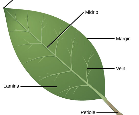 Types of Leaf Arrangements