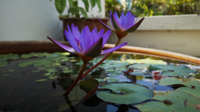 How to Grow and Care for Water Lilies and Lotus