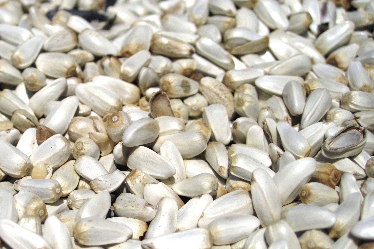What is Safflower Seed?