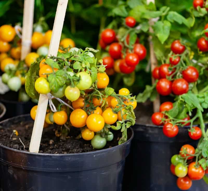 Grow Vegetables in Containers