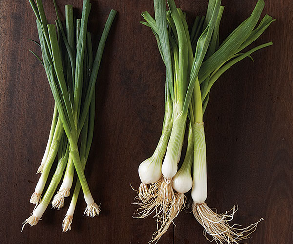 What are Scallions?