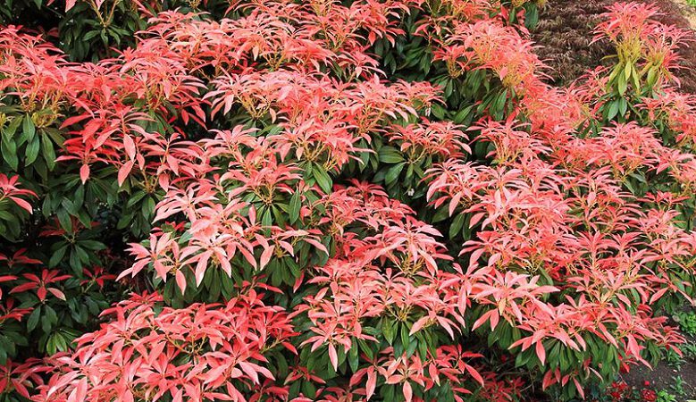 12 Shrubs with White Flowers