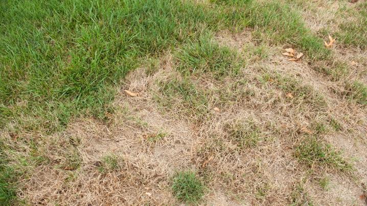 Here are the Most Common Reasons for Brown Spots on the Lawn