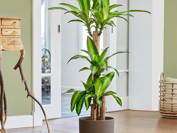 12 Best Plants for Your Bedroom
