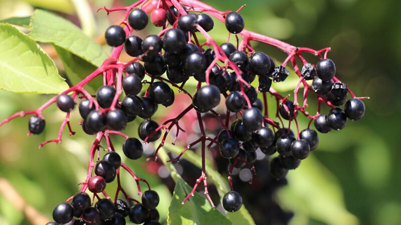 How To Grow Black Lace Elderberry