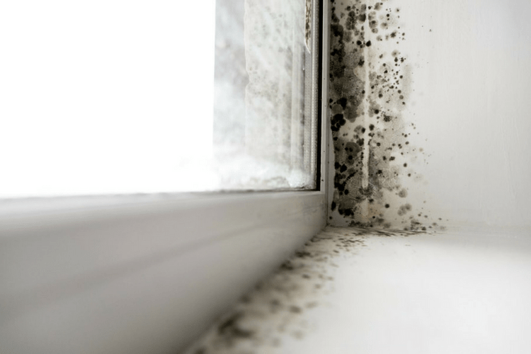 Mold Vs. Mildew: What's the Difference? | Gold Eagle Co.