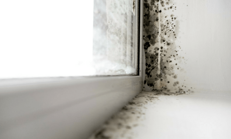 How To Remove Mold And Mildew