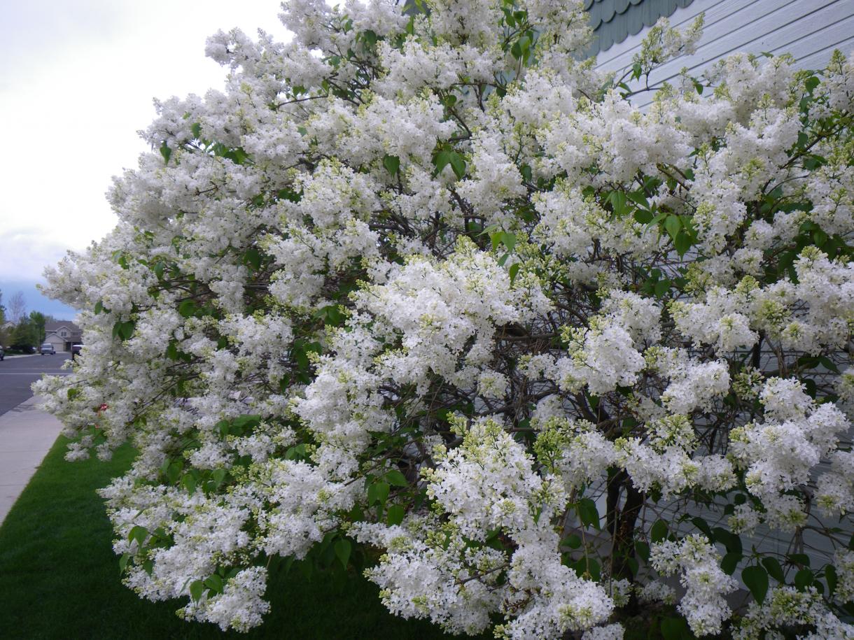 White Lilac Bushes