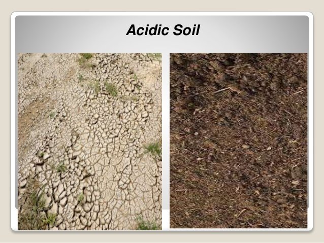 Acidic soil