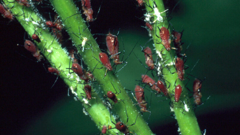 How To Control Aphids On Indoor House Plants