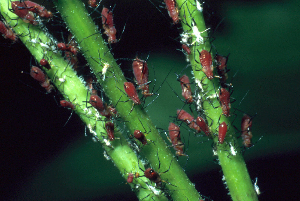 What are Aphids?