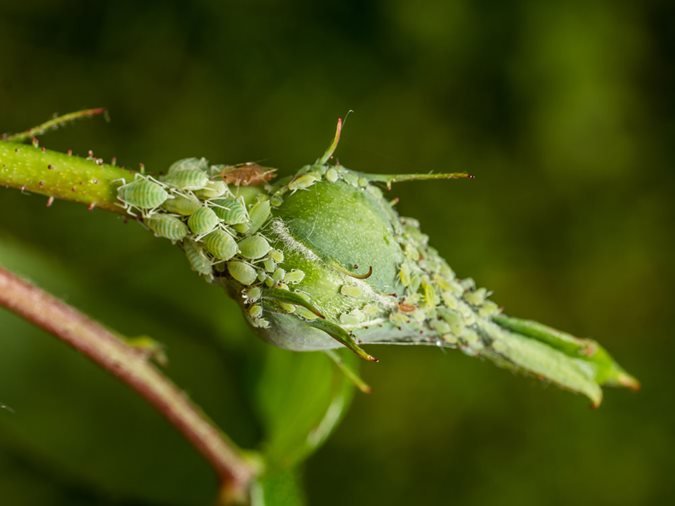 Aphids - How to Identify & Get Rid of Aphids Naturally | Garden Design