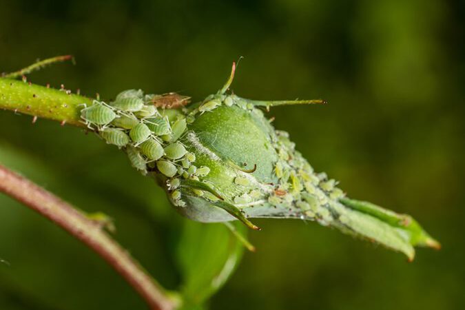 How To Get Rid Of Aphids