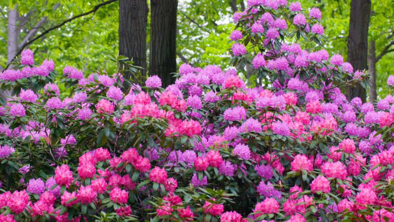 19 Best Evergreen Flowering Plants to Grow