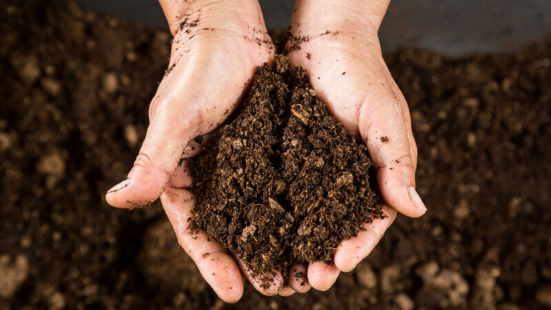Peat Moss: What It Is and How To Use It