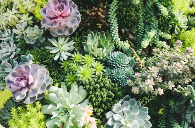 What Are Succulents?