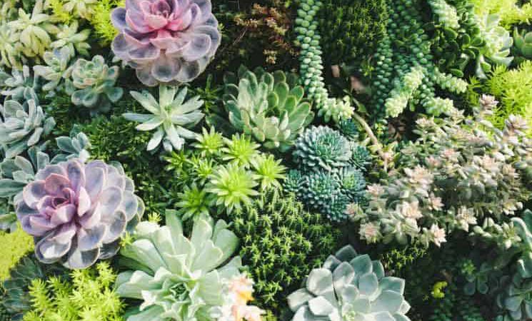 What is the Difference Between Cacti and Succulents?