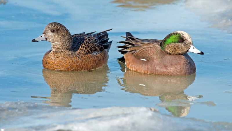 A Picture Gallery of Ducks